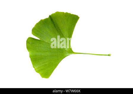 Una foglia di un ginkgo tree, (Ginkgo biloba) noto anche come maidenhair tree. Il ginkgo è un fossile vivente ed è riconoscibile simile a fossili risalenti a 270 milioni di anni. Fotografato su uno sfondo bianco. Originaria della Cina. Foto Stock