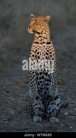 Leopard femmina (Panthera pardus) seduta sulle zampe posteriori, Sabi Sands Game Reserve, Sud Africa, Marzo. Foto Stock