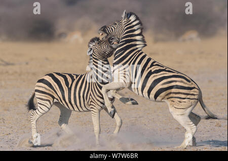 Due Burchell / Pianura zebra (Equus quagga burchelli /) stalloni combattimenti, il Parco Nazionale di Etosha, Namibia, Agosto. Foto Stock