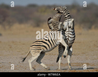 Due Burchell / Pianura zebra (Equus quagga burchelli /) stalloni combattimenti, il Parco Nazionale di Etosha, Namibia, Luglio. Foto Stock