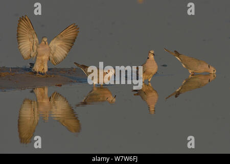 Quattro Cape tartaruga / anello di colombe a collo alto (Streptopelia capicola) a waterhole, uno sbattimento ali, un altro bere, fiume Chobe, Botswana, Luglio. Foto Stock