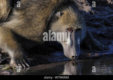 Maschio di babbuino Chacma (Papio ursinus) bere, fiume Chobe, Botswana, Luglio. Foto Stock