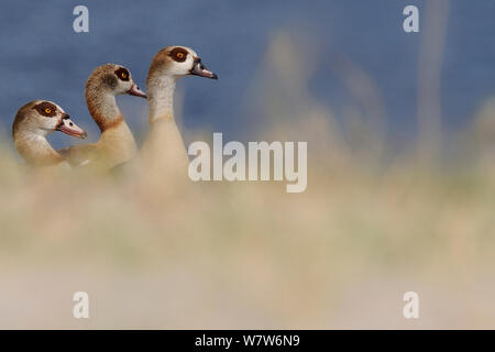 Tre oche egiziane (Alopochen aegyptiaca) in erba lunga, fiume Chobe, Botswana. Foto Stock