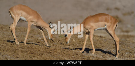 Due giovani Impala (Aepyceros melampus) rams giocare combattimenti, fiume Chobe, Botswana, Aprile. Foto Stock