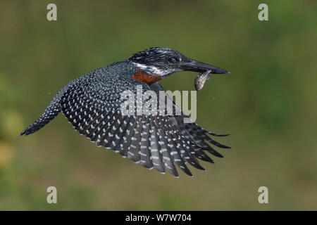 Giant kingfisher (Megaceryle maxima) in volo con il pesce nel becco, fiume Chobe, Botswana, Marzo. Foto Stock