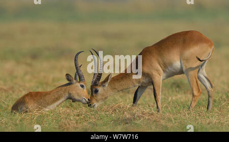 Due Red lechwe (Kobus leche leche) tori che mostra il comportamento affettuoso verso l'altra, fiume Chobe, Botswana, Ottobre. Foto Stock