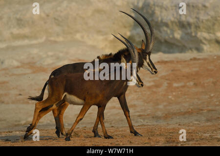 Due Sable Antelope (Hippotragus niger) maschio e femmina a piedi, fiume Chobe, Botswana, Ottobre. Foto Stock