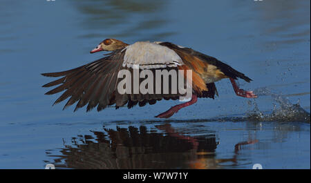 Oca egiziana (Alopochen aegyptiaca) tenendo fuori dall'acqua, fiume Chobe, Botswana, Giugno. Foto Stock