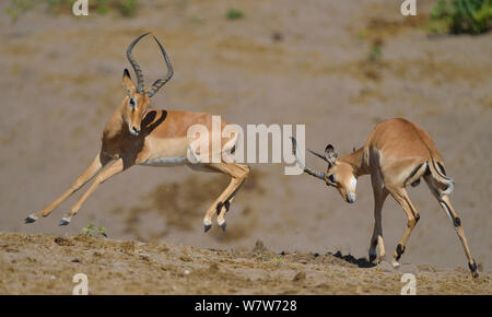 Due giovani Impala (Aepyceros melampus) rams giocare combattimenti, fiume Chobe, Botswana, Aprile. Foto Stock