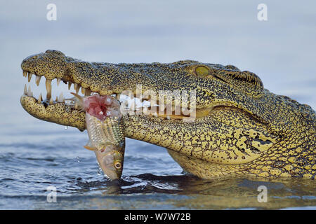 Coccodrillo del Nilo (Crocodylus niloticus) alimentazione su Tiger pesce, fiume Chobe, Botswana, Novembre. Foto Stock