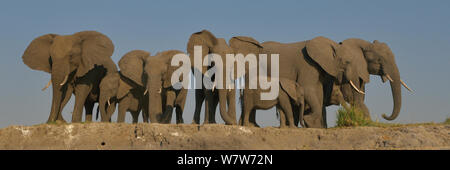 Piccola mandria dell'elefante africano (Loxodonta africana) di pascolare su erba rimanenti su un isola alla fine della stagione secca, fiume Chobe, Botswana, Agosto, specie vulnerabili. Foto Stock