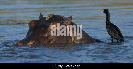 Cormorano Reed (Microcarbo africanus) seduto sul parzialmente sommerso ippopotamo (Hippopotamus amphibius) fiume Chobe, Botswana, Maggio, specie vulnerabili. Foto Stock