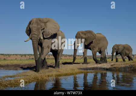 Tre dell' elefante africano (Loxodonta africana) tori a camminare in una linea, fiume Chobe, Botswana, Giugno, specie vulnerabili. Foto Stock