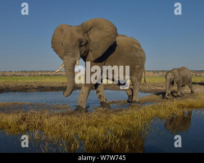 Matriach dell' elefante africano (Loxodonta africana) e di vitello, fiume Chobe, Botswana, Giugno, specie vulnerabili. Foto Stock