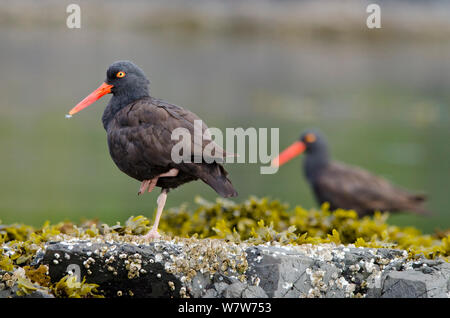 Nero (oystercatcher Haematopus bachmani), una coppia in appoggio sul litorale, Isola di Vancouver, British Columbia, Canada, Agosto. Foto Stock