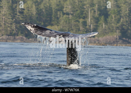 Balena Grigia (Eschrichtius robustus) immersioni al tramonto con coda fluke sopra l'acqua, l'isola di Vancouver, British Columbia, Canada, a luglio. Foto Stock