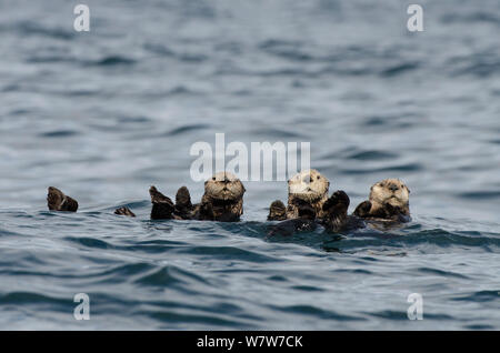 Mare del Nord (lontre Enhydra lutris kenyoni), rafting, Isola di Vancouver, British Columbia, Canada, a luglio. Foto Stock