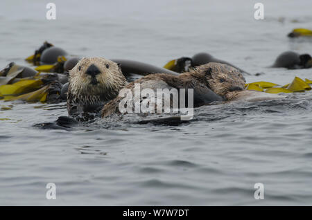 Mare del Nord (lontre Enhydra lutris kenyoni), madre di cucciolo di allattamento tra bull kelp, Isola di Vancouver, British Columbia, Canada, a luglio. Foto Stock