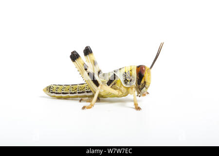 Desert locust nymph (Schistocerca gregaria) captive Foto Stock