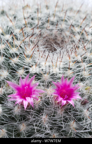 Coltivate Old Lady cactus (Mammillaria hahniana) fiore. Foto Stock