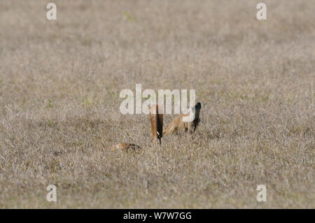 Cape cobra (Naja nivea) caccia e curioso giallo (mongoose Cynictis penicillata) deHoop Riserva Naturale, Western Cape, Sud Africa, Dicembre. Foto Stock