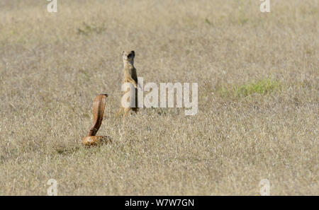 Cape cobra (Naja nivea) caccia e curioso giallo (mongoose Cynictis penicillata) deHoop Riserva Naturale, Western Cape, Sud Africa, Dicembre. Foto Stock