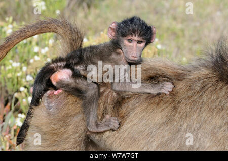 Chacma baboon (Papio ursinus) bambini Equitazione sulla madre indietro. deHoop Riserva Naturale, Western Cape, Sud Africa, Novembre. Foto Stock