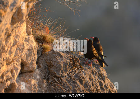 Rosso-fatturati choughs (Pyrrhocorax pyrrhocorax) Gorges du Tarn, Francia, Dicembre Foto Stock