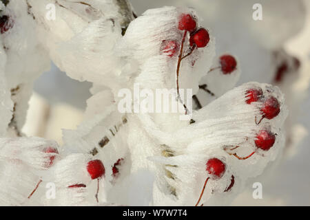 Brina su biancospino (Crataegus) frutti in inverno, Vosges, Francia, Dicembre. Foto Stock