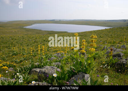 Lac de Saint-Andeol con grande giallo (genziana lutea Gentiana) Aubrac, Auvergne, Francia, Luglio 2013 Foto Stock