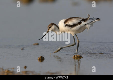 Pied Avocet (Recurvirostra avosetta) passeggiate in fondali bassi, Aude, Francia, Luglio Foto Stock