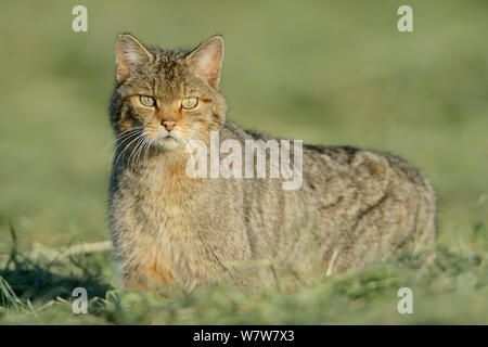 Il gatto selvatico (Felis silvestris) ritratto, Vosges, Francia, giugno. Foto Stock