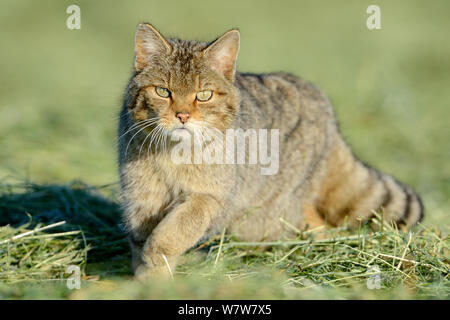 Il gatto selvatico (Felis silvestris) ritratto, Vosges, Francia, giugno. Foto Stock