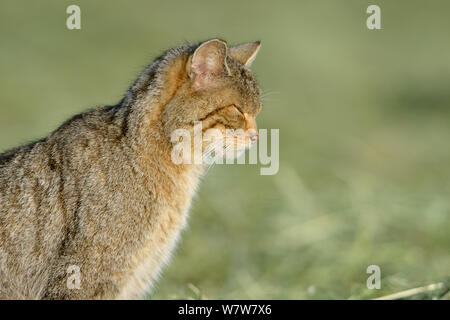 Il gatto selvatico (Felis silvestris) ritratto, Vosges, Francia, giugno. Foto Stock