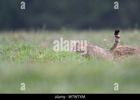 Il gatto selvatico (Felis silvestris) Vosges, Francia, Luglio. Foto Stock