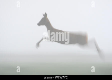 Il capriolo (Capreolus capreolus) femmina in esecuzione nella nebbia, Vosges, Francia, settembre. Foto Stock