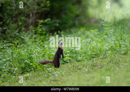 Martora (Martes martes) in piedi sulle zampe posteriori, Vosges, Francia, Luglio. Foto Stock