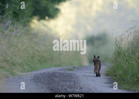 Red Fox (Vulpes vulpes vulpes) percorrendo a piedi il paese lane, Vosges, Francia, Luglio. Foto Stock