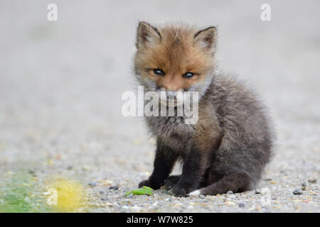 Red Fox (Vulpes vulpes vulpes) cub ritratto, Vosges, Francia, Maggio. Foto Stock