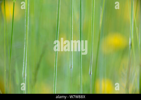 Fotografia astratta di erbe e fiori gialli, Vosges, Francia, giugno. Foto Stock