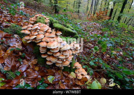 Toadstoosl sul ceppo di albero nella foresta, Vosges, Francia, Novembre 2013 Foto Stock