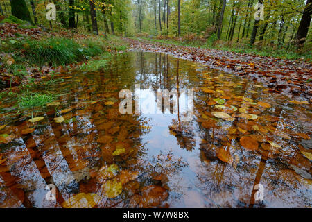 Pozza d'acqua pieno di foglie cadute, con riflessioni di bosco sopra, autunno, Vosges, Francia, Novembre. Foto Stock