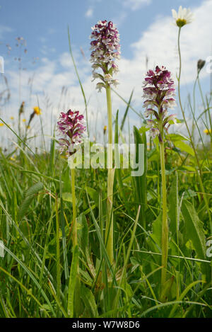 Punta bruciato orchidee (Neotinea ustulata) fioritura in un tradizionale prato da fieno, Wiltshire, Regno Unito, Giugno. Foto Stock