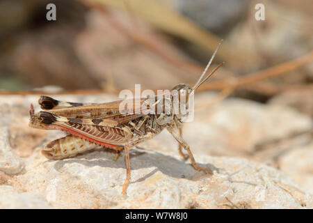 Locusta marocchino (Dociostaurus maroccanus), una specie in grado di formare sciami devastante, in piedi su una roccia vicino alla costa, Creta, Grecia, maggio. Foto Stock