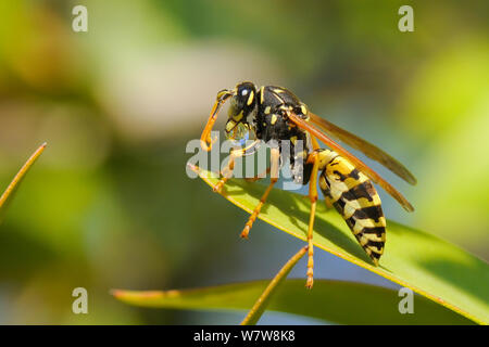 Carta wasp (Polistes dominulus) gorgogliare rigurgitato nettare nel sole mattutino per accelerare la digestione, Grecia, Agosto. Foto Stock