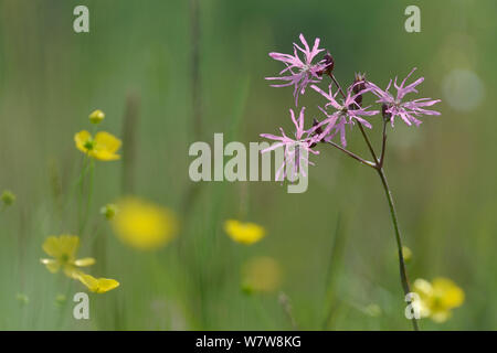 Ragged robin (Silene flos-cuculi) fioritura a fianco renoncules comune (Ranunculus acris) in un tradizionale prato da fieno, Wiltshire, Regno Unito, Giugno. Foto Stock