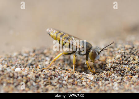 Sabbia femmina Vespa / Digger wasp (Bembix oculata) lo scavo di un nido foro nella spiaggia di sabbia, Creta, Grecia, maggio. Foto Stock