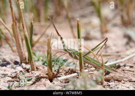 A becco lungo Grasshopper (Truxalis nasuta) ben mimetizzati fra Juncus steli di rush e sun-fango cotto al forno, Creta, Grecia, maggio. Foto Stock