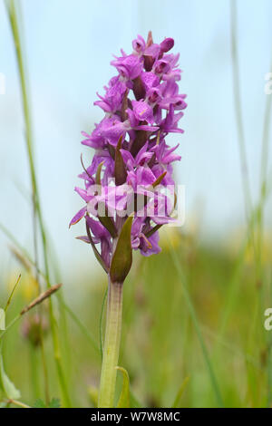 Sud della palude (orchidea Dactylorhiza praeternissa) fioritura in un tradizionale prato da fieno, Wiltshire, Regno Unito, Giugno. Foto Stock