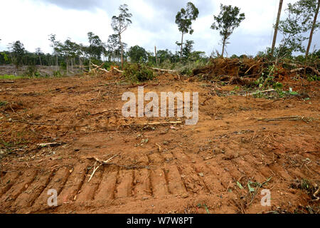 Foresta primaria distrutto da schiacciasassi, Guiana francese, aprile 2013. Foto Stock